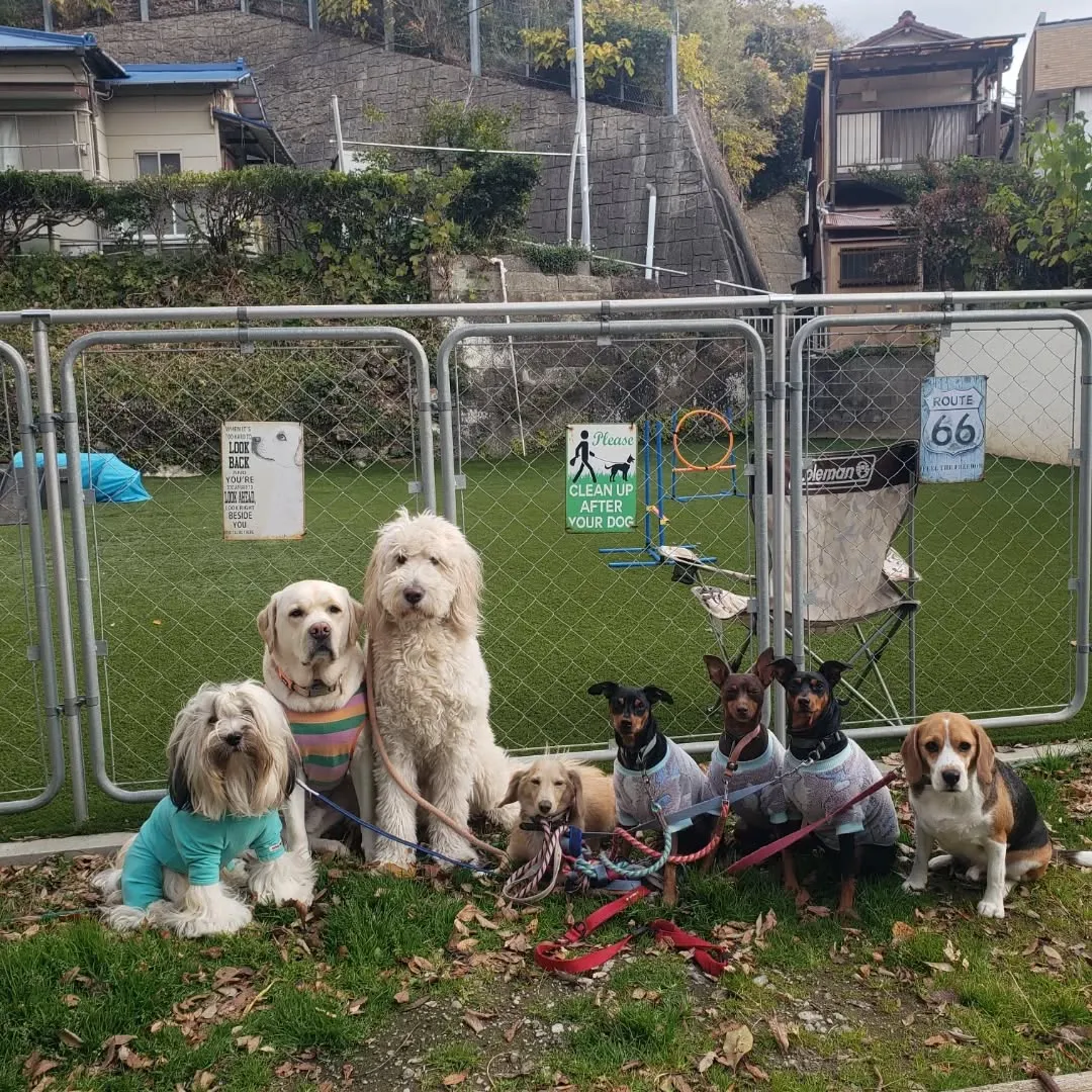 たくさんのわんこさんがきてくれました😊