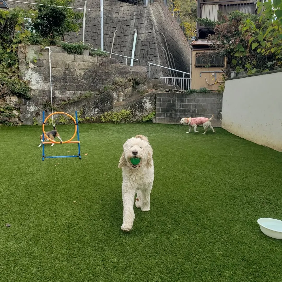 たくさんのわんこさんがきてくれました😊