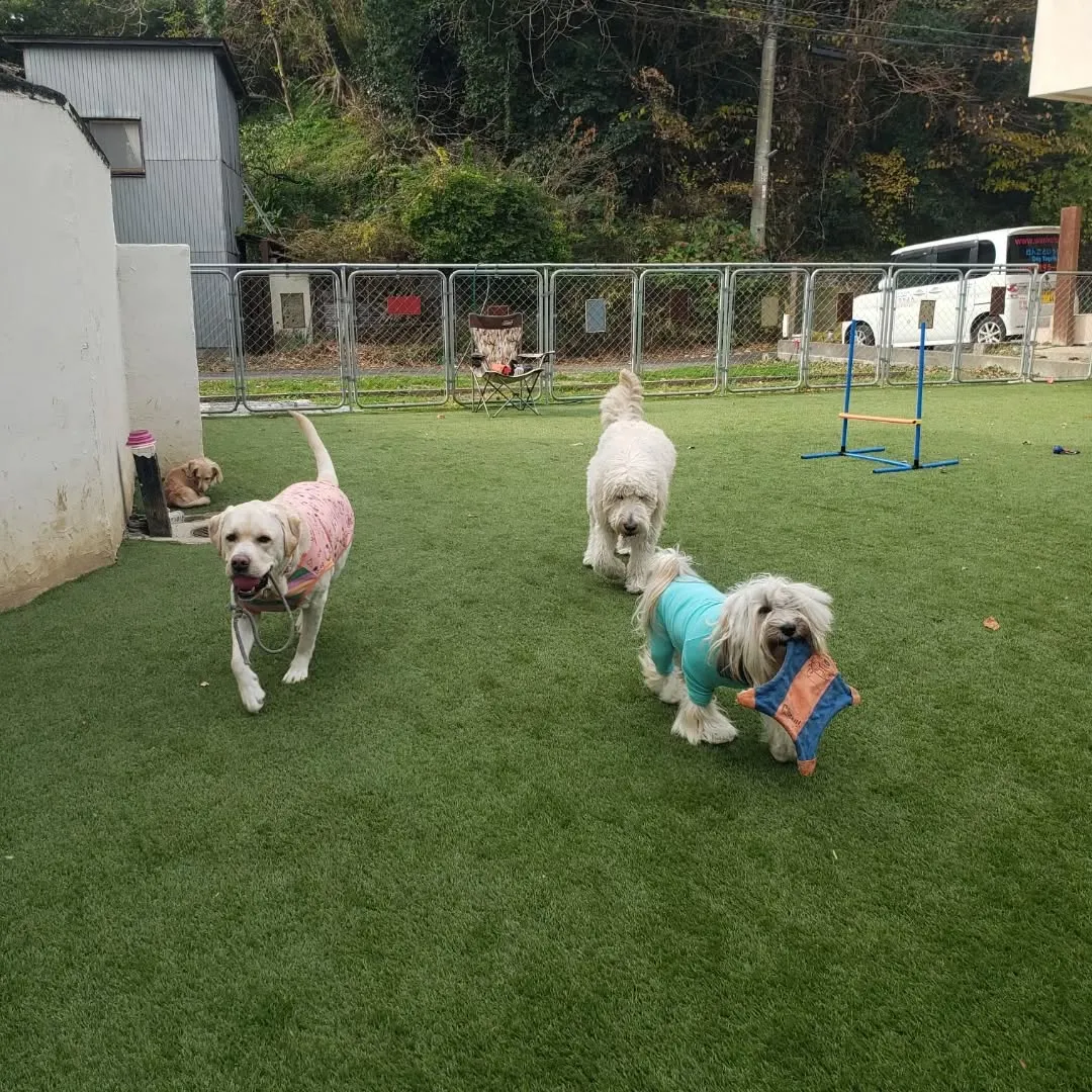 たくさんのわんこさんがきてくれました😊