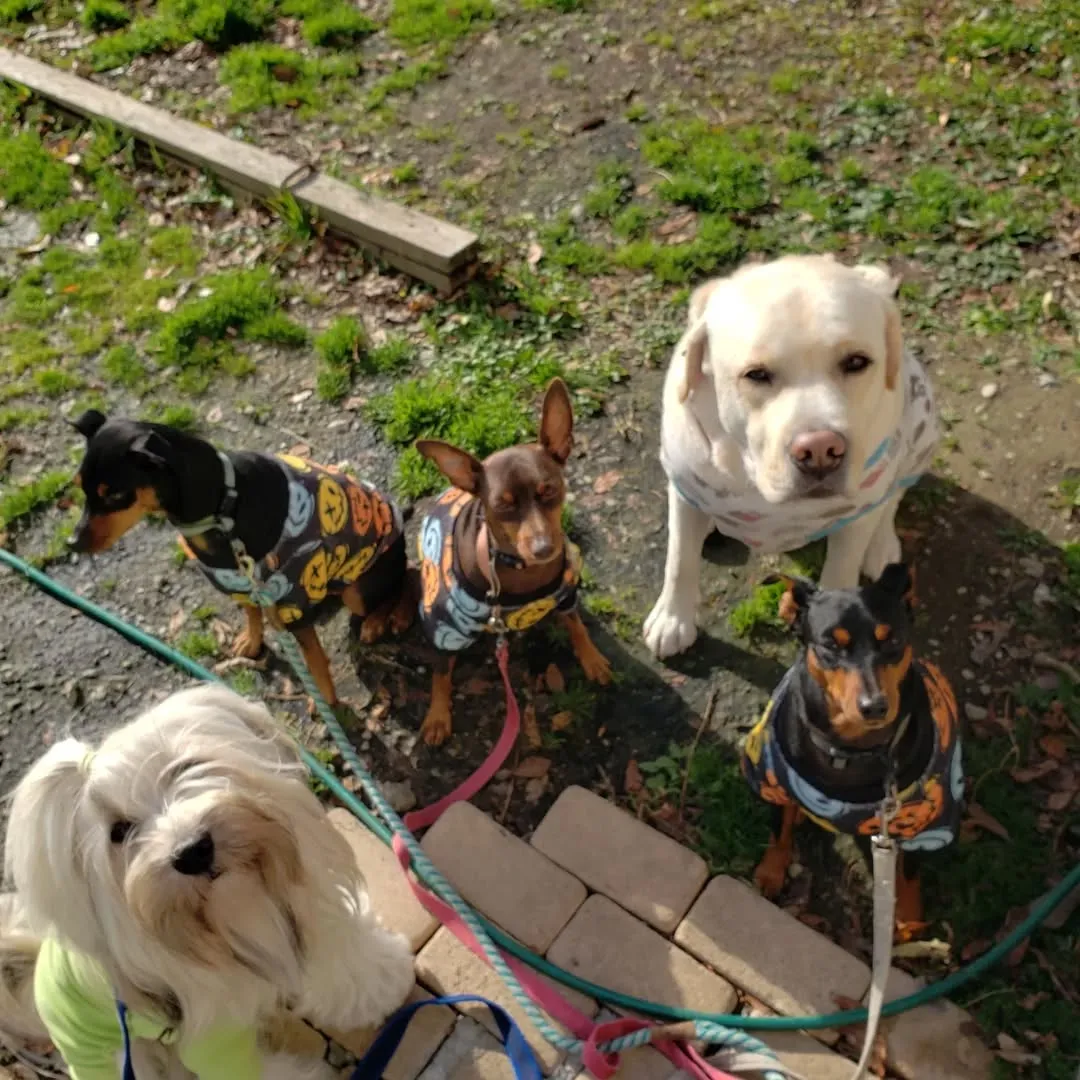 ランの前で待ってるわんこさん♥️