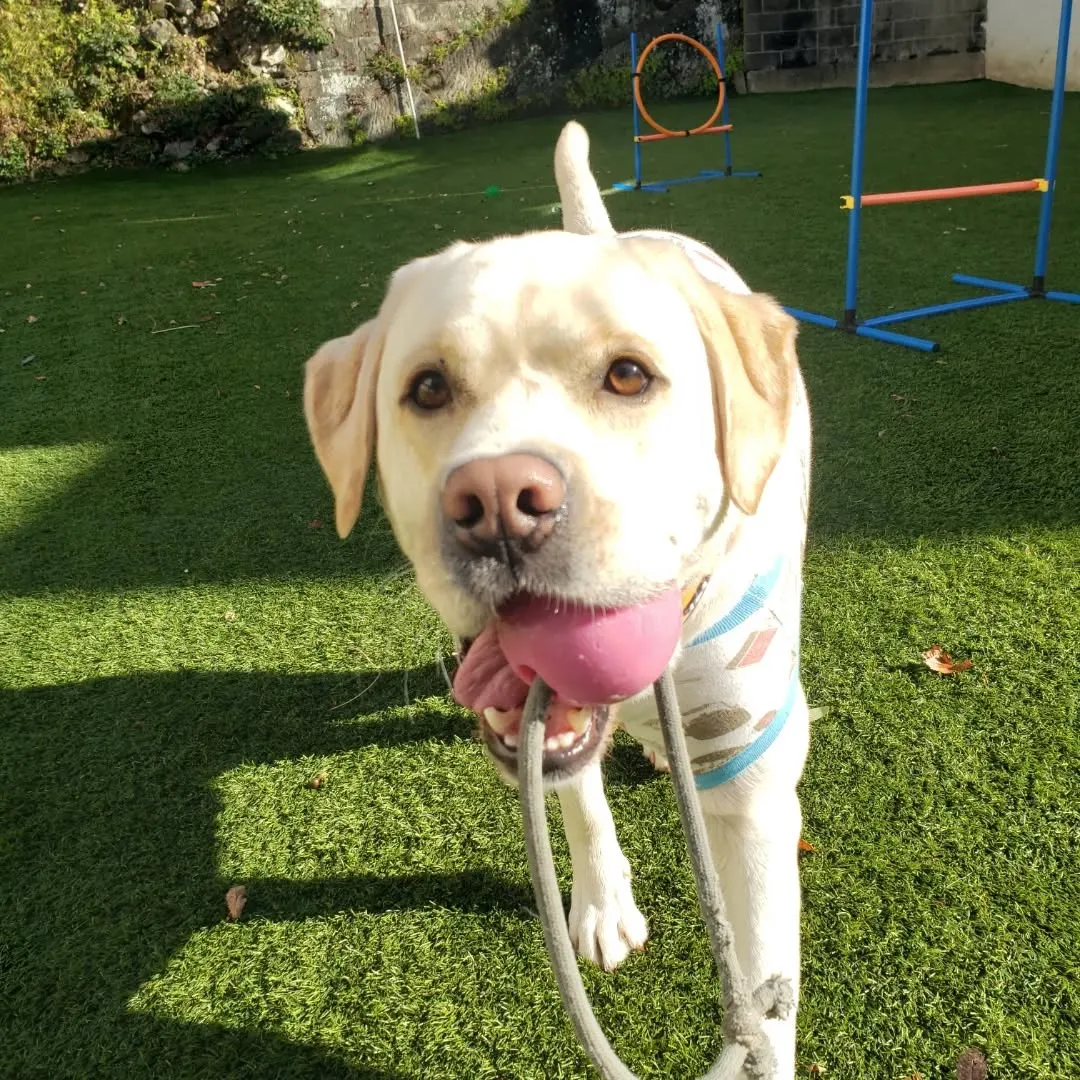 ランの前で待ってるわんこさん♥️