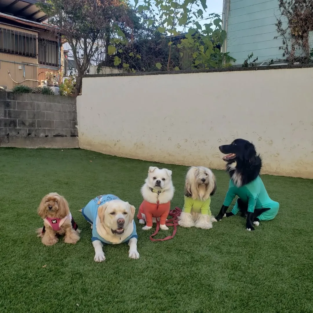 3泊4日のホームステイにきてくれたベル君とグリ君♥️