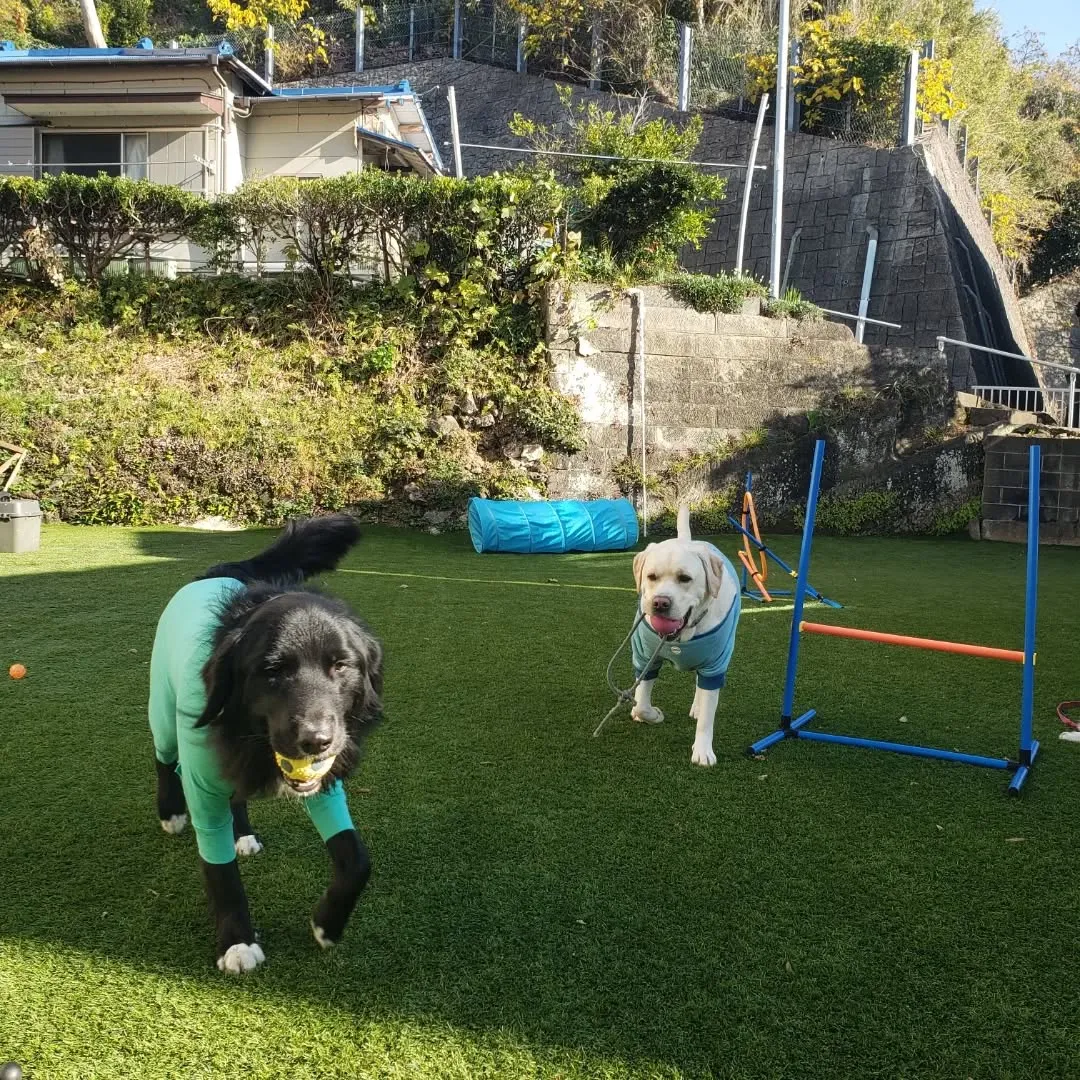 3泊4日のホームステイにきてくれたベル君とグリ君♥️