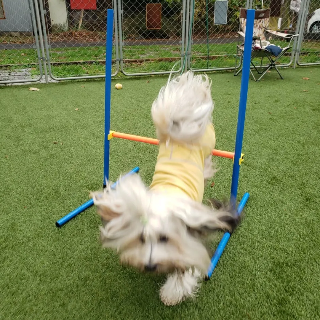 今年のクリスマスはわんぱく男子が集まりました❗