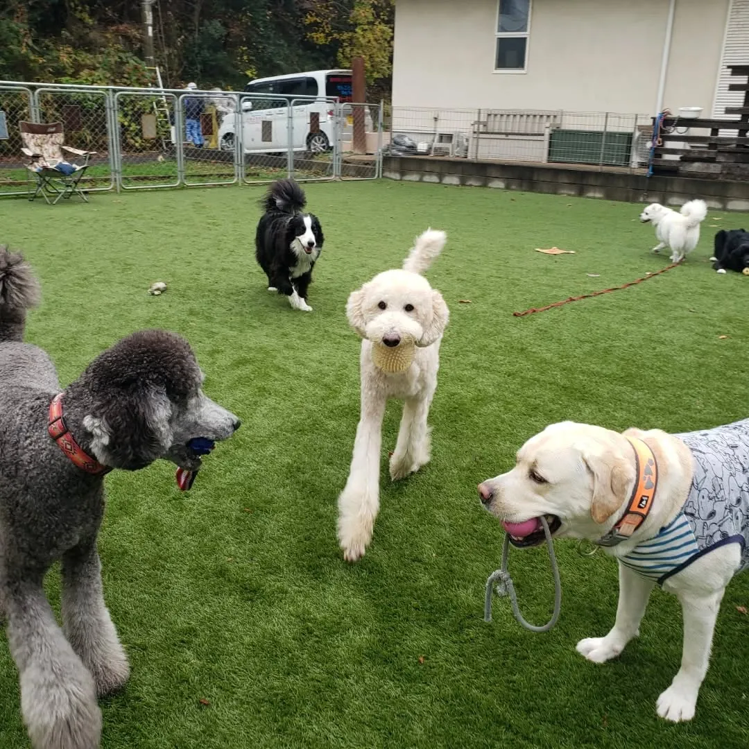 今年のクリスマスはわんぱく男子が集まりました❗