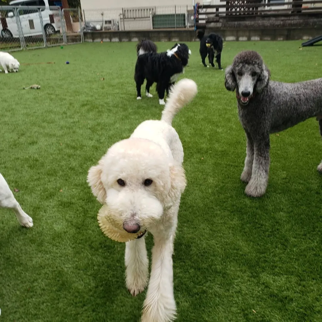 今年のクリスマスはわんぱく男子が集まりました❗