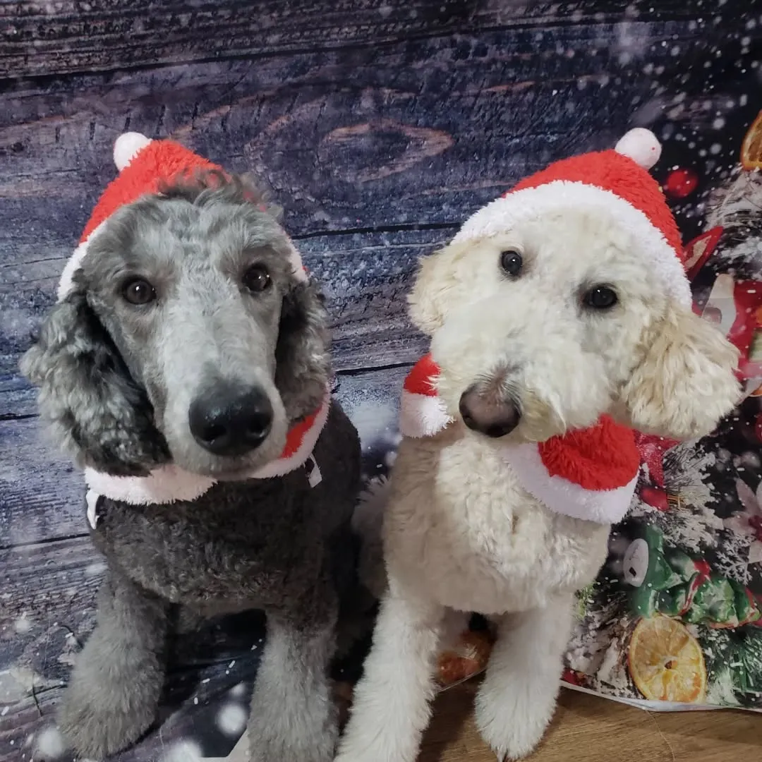 たっぷり遊んで過ごしたクリスマス🎄