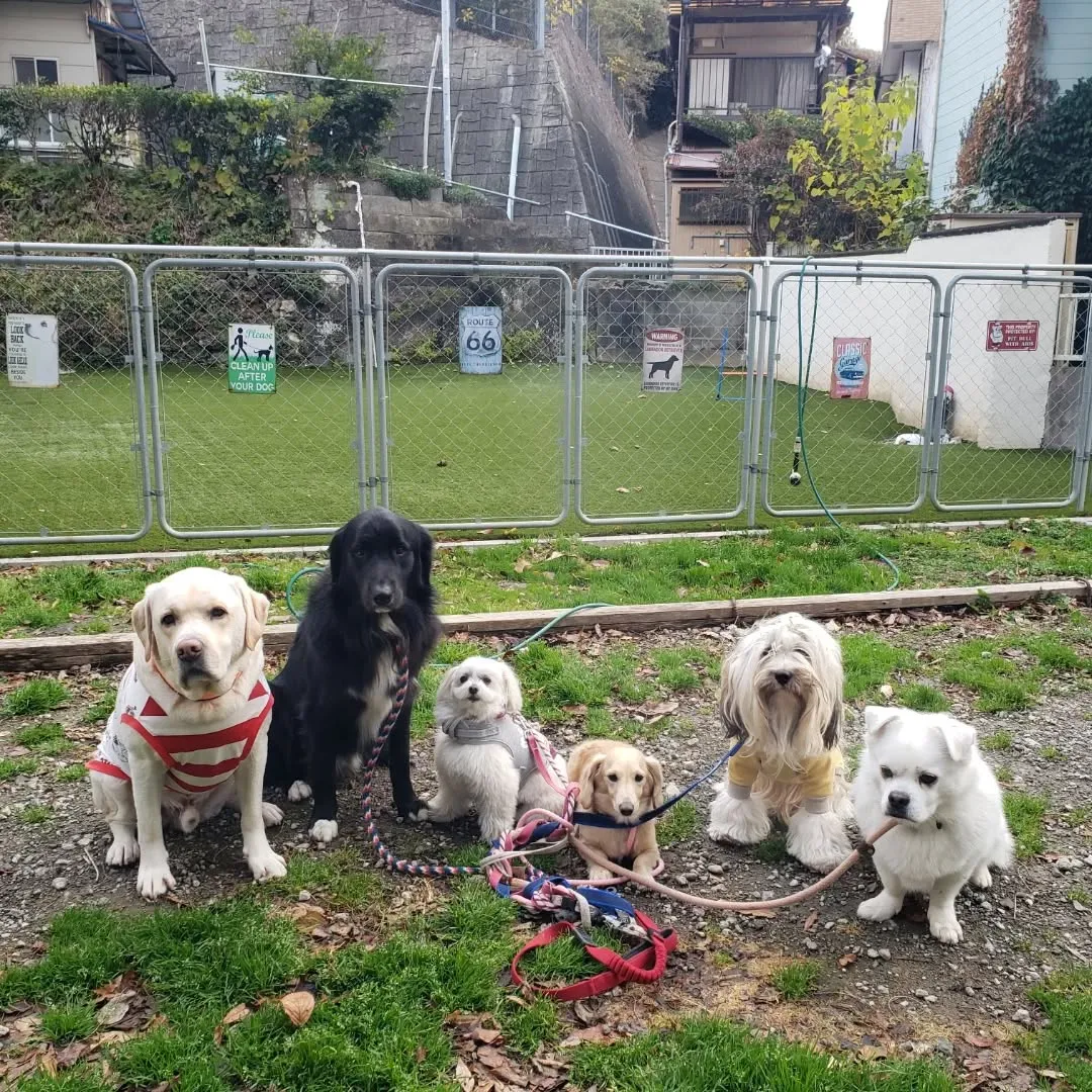 クリスマスも終わり今年も残りわずかとなりました。