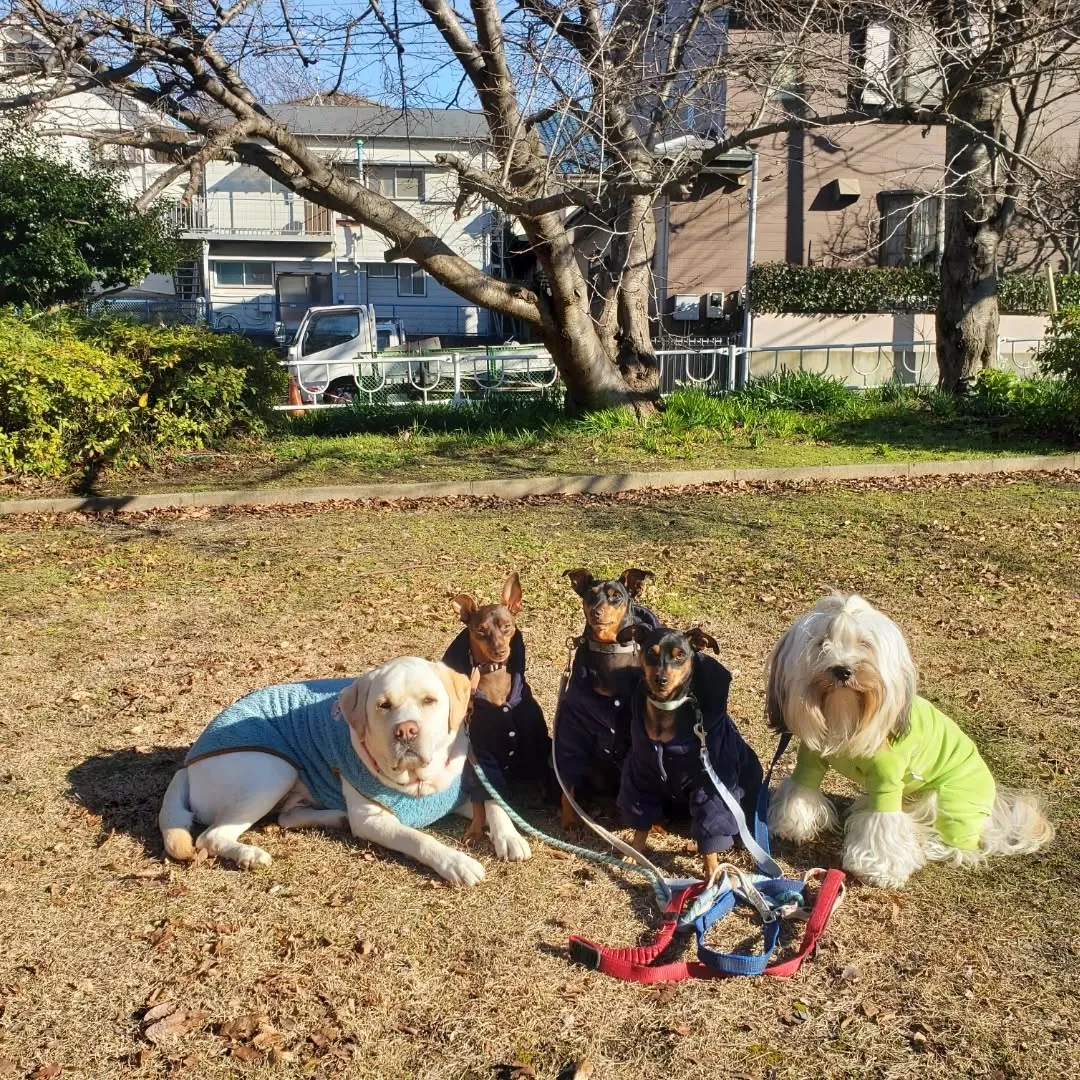 今日は昨日よりあったかいのでたっぷりお散歩に行きました😊