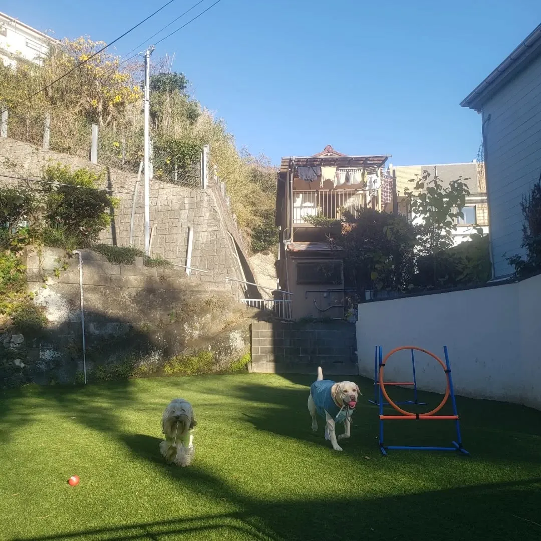 今日は昨日よりあったかいのでたっぷりお散歩に行きました😊