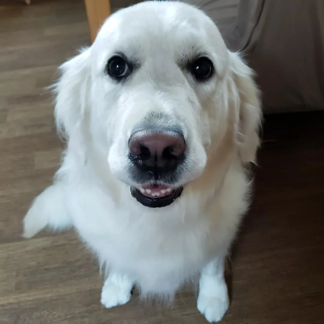 お昼からトリミングをかねて雪ちゃんがきてくれました😊