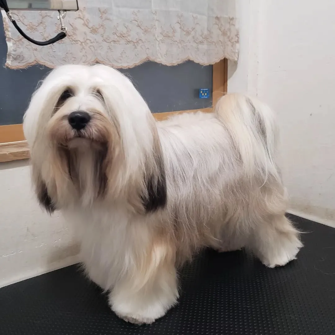 今年最後のシャンプー🎵