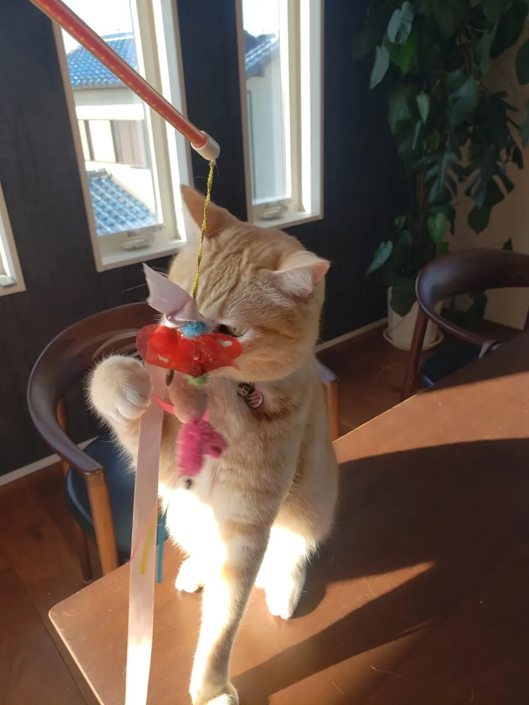 まろちゃんのお世話に行ってきました🎵