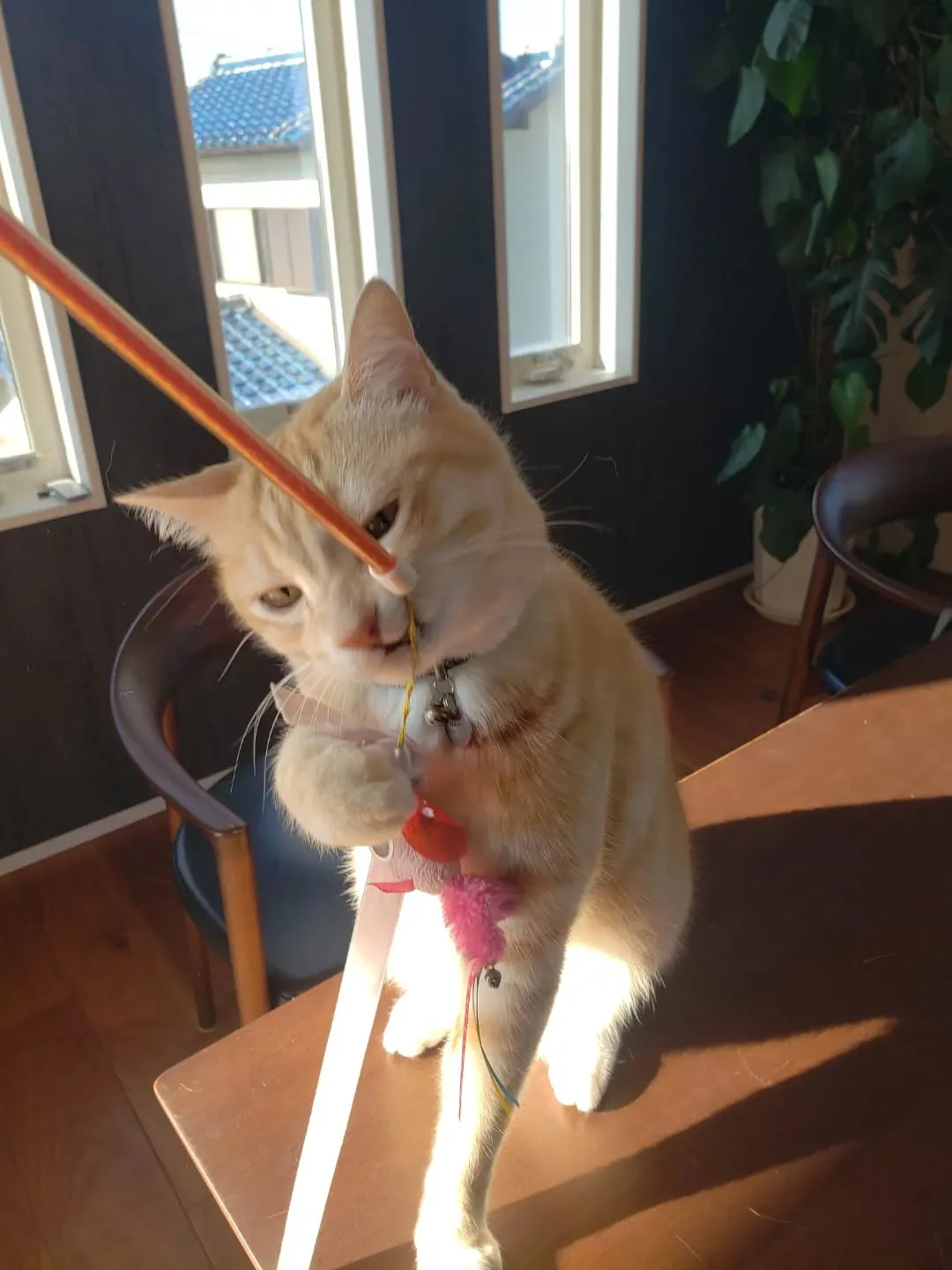 まろちゃんのお世話に行ってきました🎵