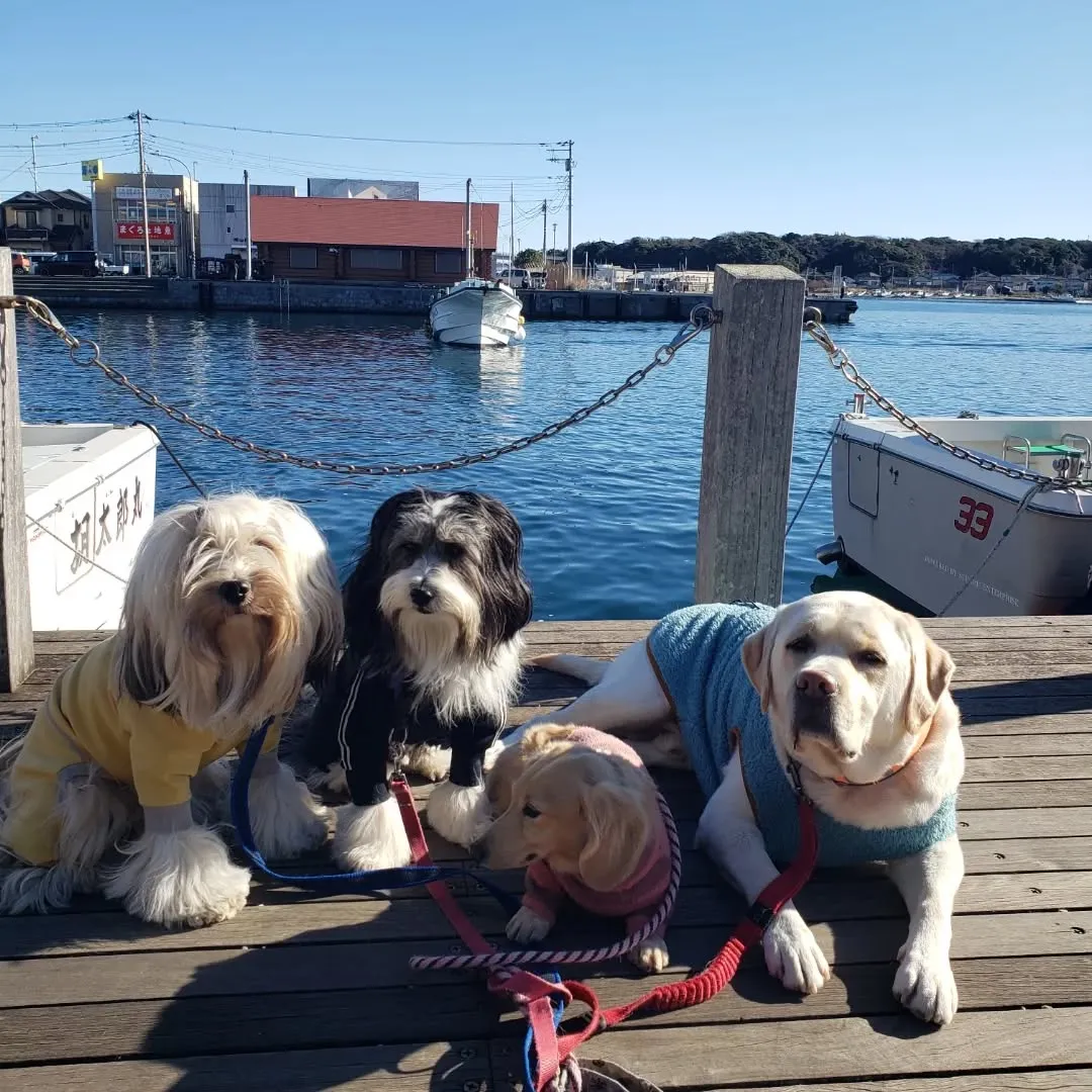 今日も三崎まで歩いてきました😊