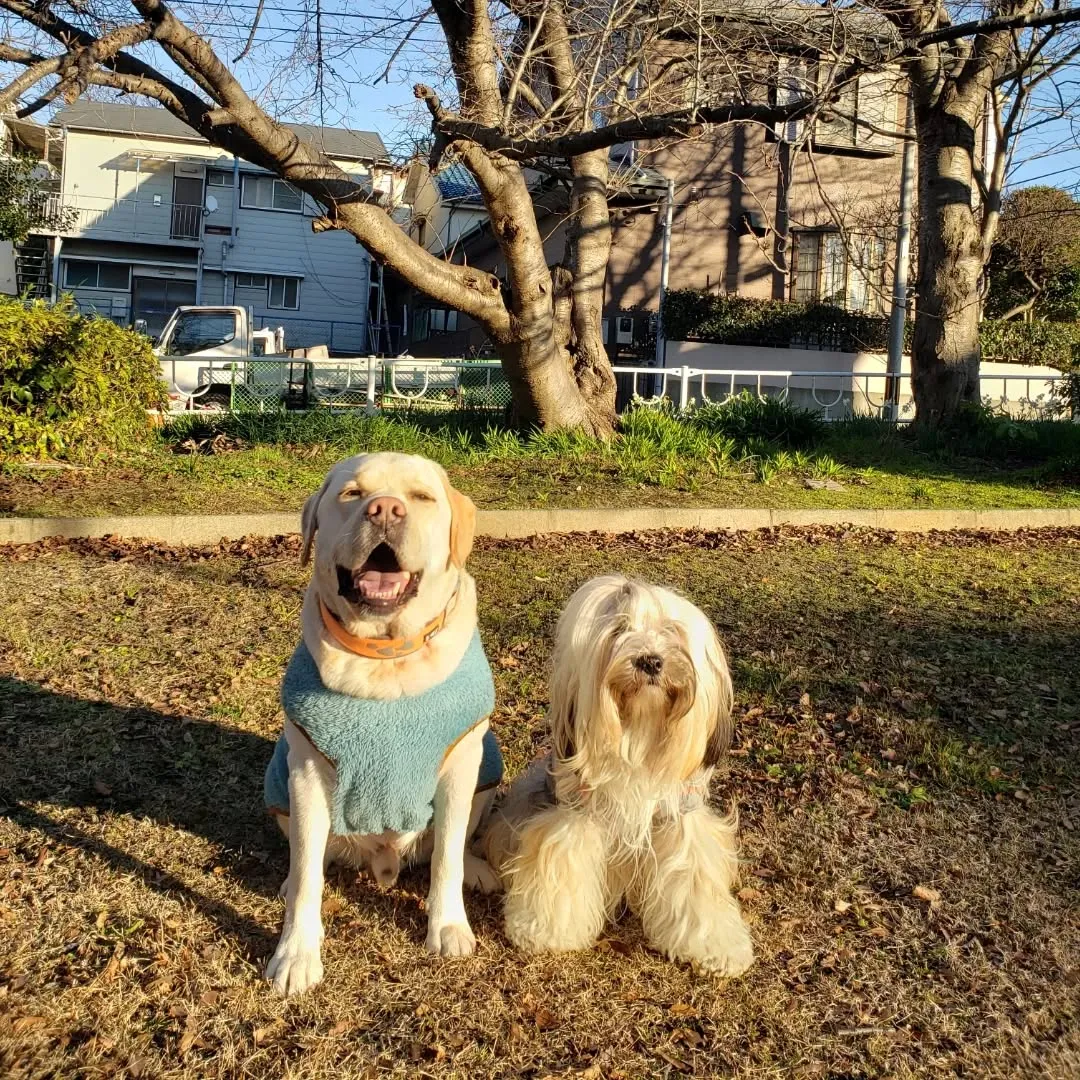 お昼すぎまでたまったお仕事を片付けたり打ち合わせに行ったりで...