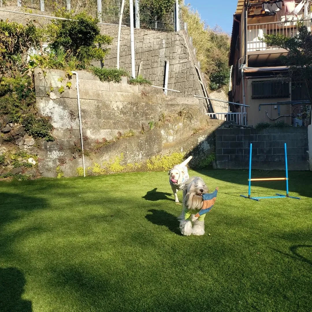ランでたっぷり遊んだ後は海南神社へ行ってきました😊
