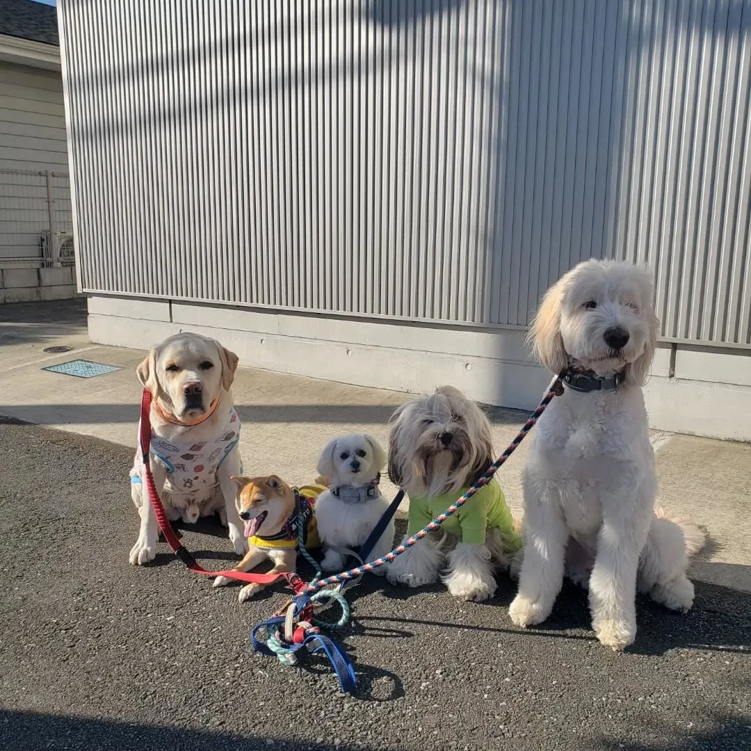 朝は少し寒かったけれどみんなでお散歩へ🎵