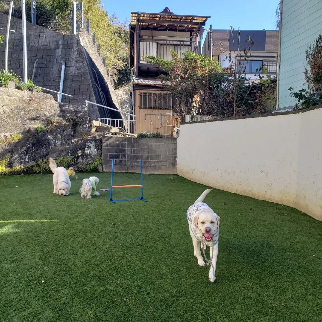 朝は少し寒かったけれどみんなでお散歩へ🎵