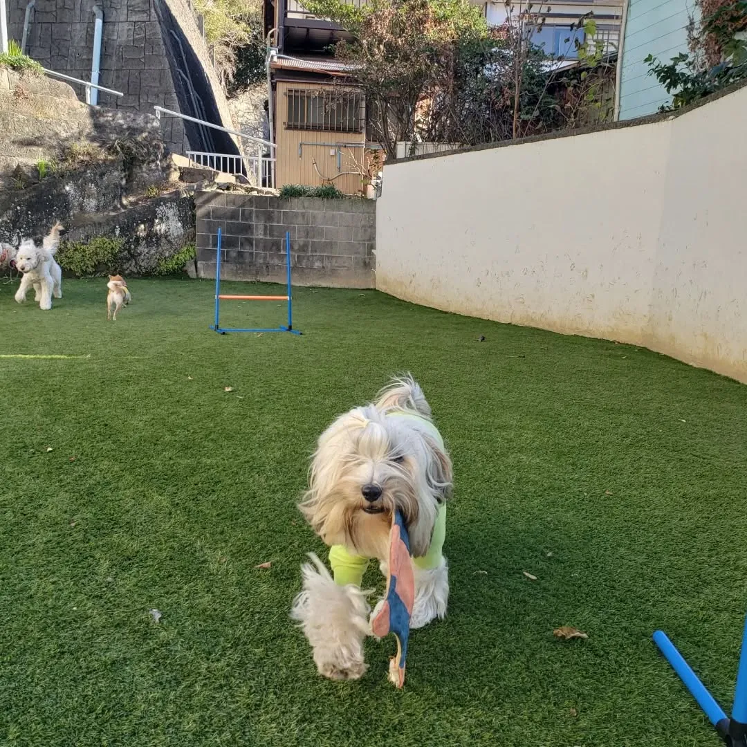 朝は少し寒かったけれどみんなでお散歩へ🎵