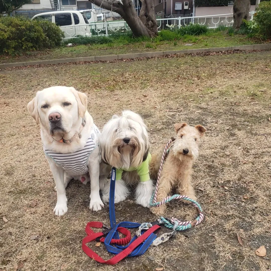 今日から幼稚園に来てくれたラッキー君♥️