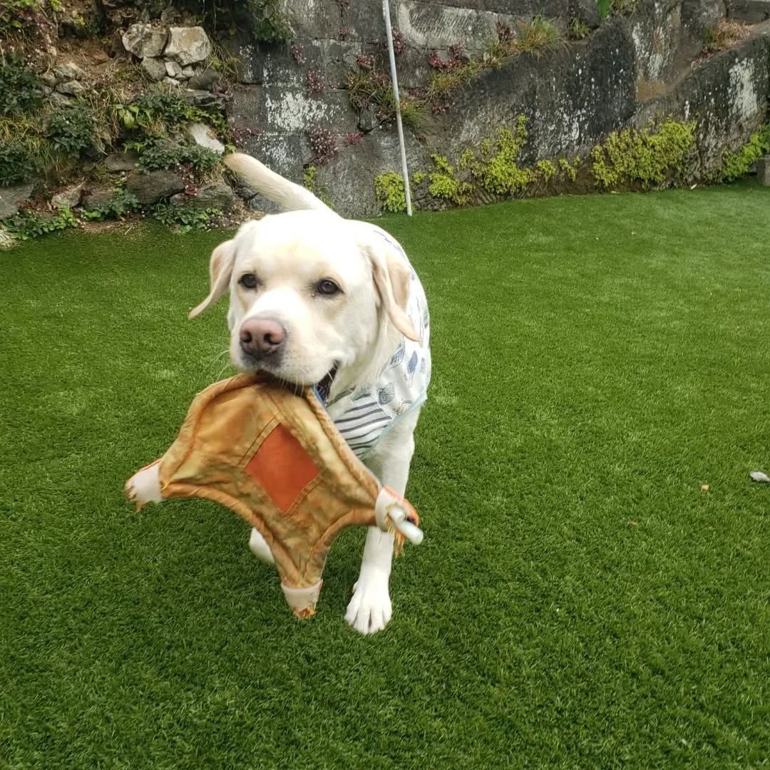 今日から幼稚園に来てくれたラッキー君♥️