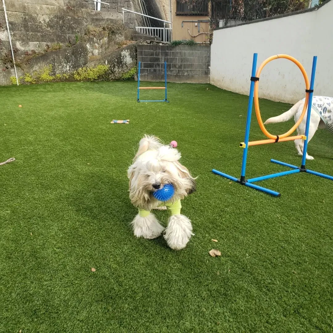 今日から幼稚園に来てくれたラッキー君♥️