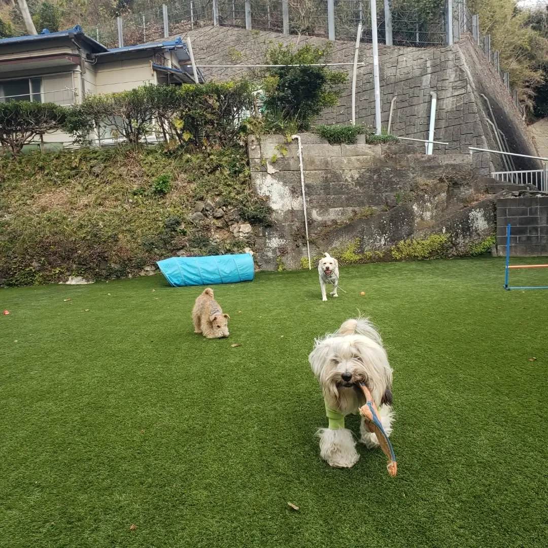 今日から幼稚園に来てくれたラッキー君♥️