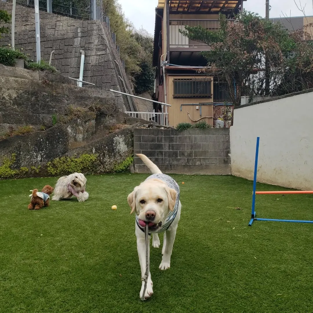 風が強い中元気に遊ぶわんこさん♥️
