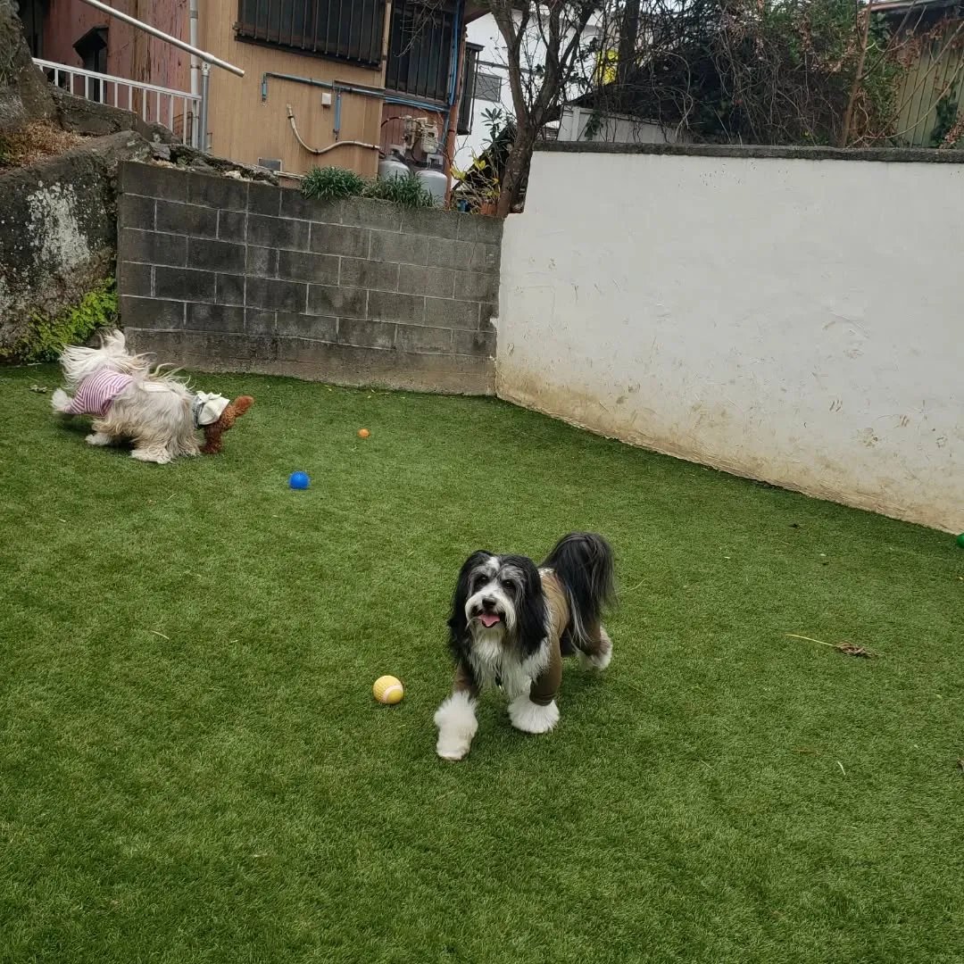 風が強い中元気に遊ぶわんこさん♥️