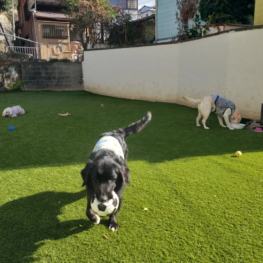 ベル君とグリ君レッスンに来てくれました😊