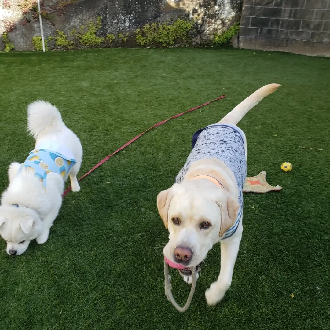 ベル君とグリ君レッスンに来てくれました😊