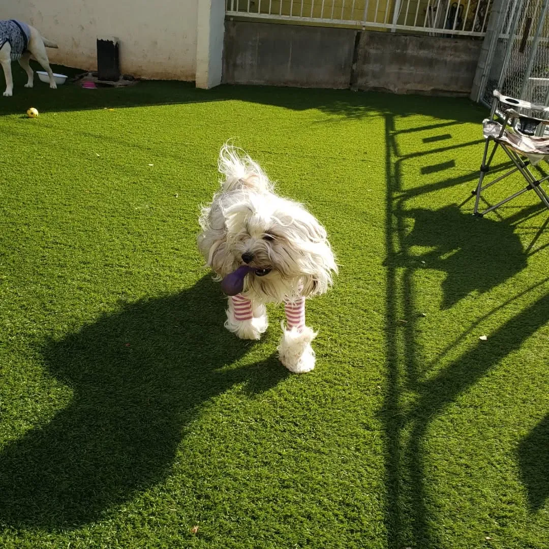 ベル君とグリ君レッスンに来てくれました😊