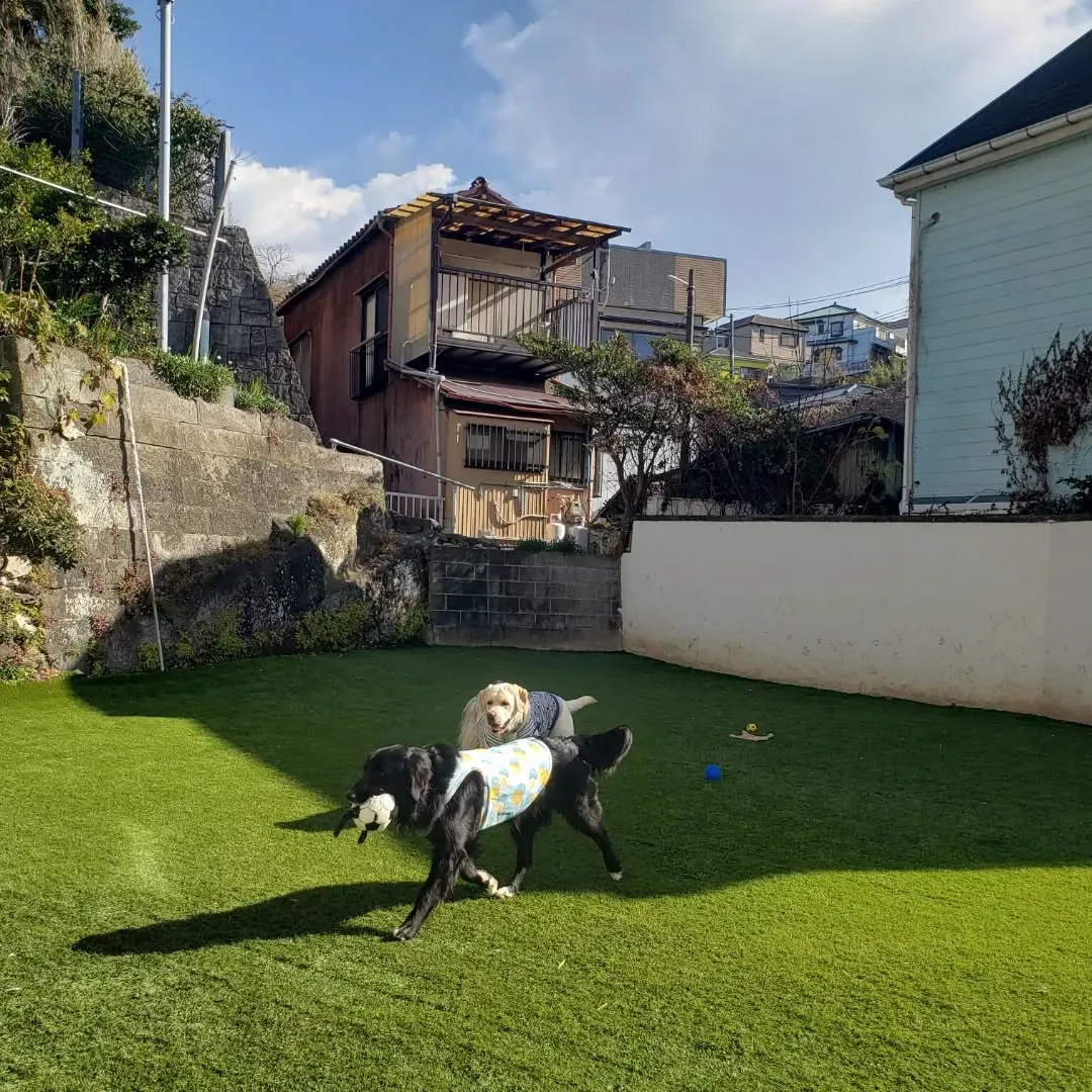 ベル君とグリ君レッスンに来てくれました😊