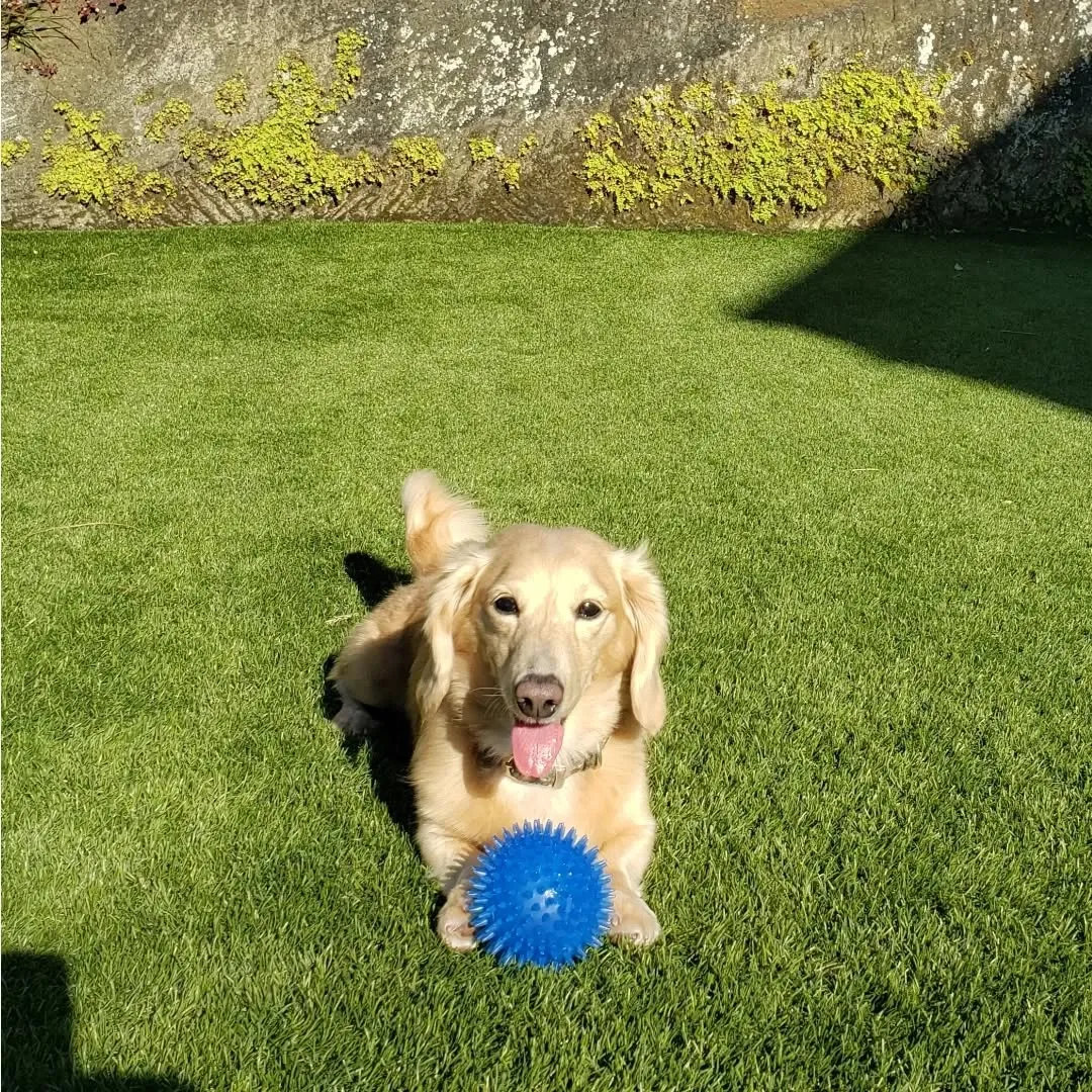 朝はみんなでお散歩に行ってランで遊ぶわんこさん♥️