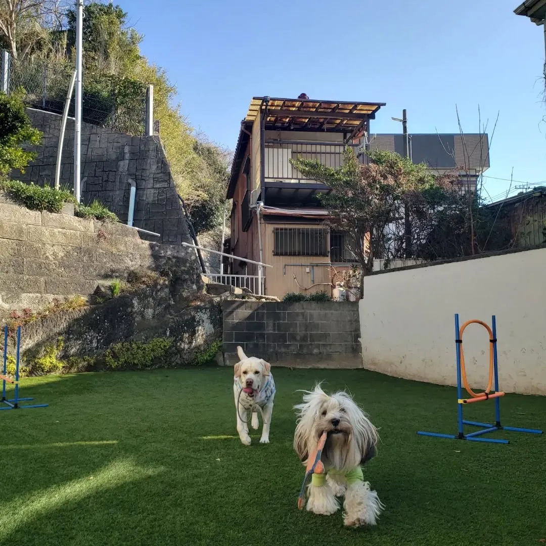 朝はみんなでお散歩に行ってランで遊ぶわんこさん♥️