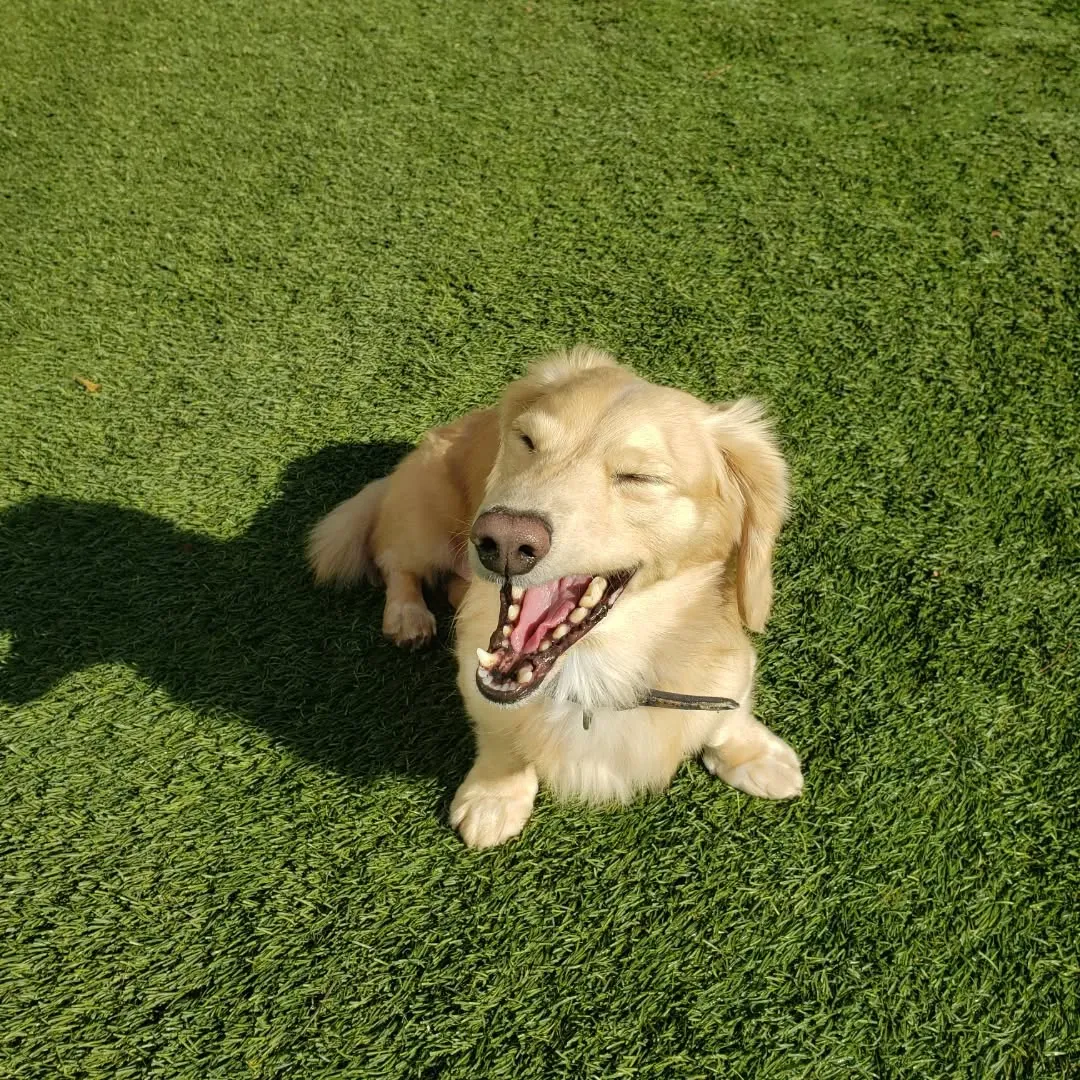 朝はみんなでお散歩に行ってランで遊ぶわんこさん♥️