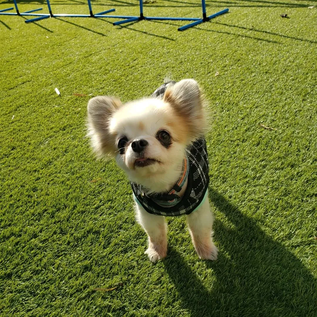 朝はみんなでお散歩に行ってランで遊ぶわんこさん♥️