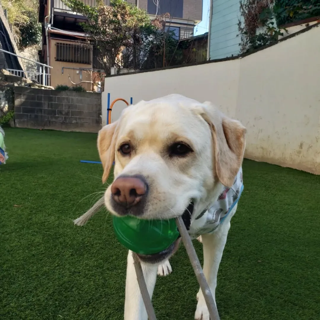 朝はみんなでお散歩に行ってランで遊ぶわんこさん♥️