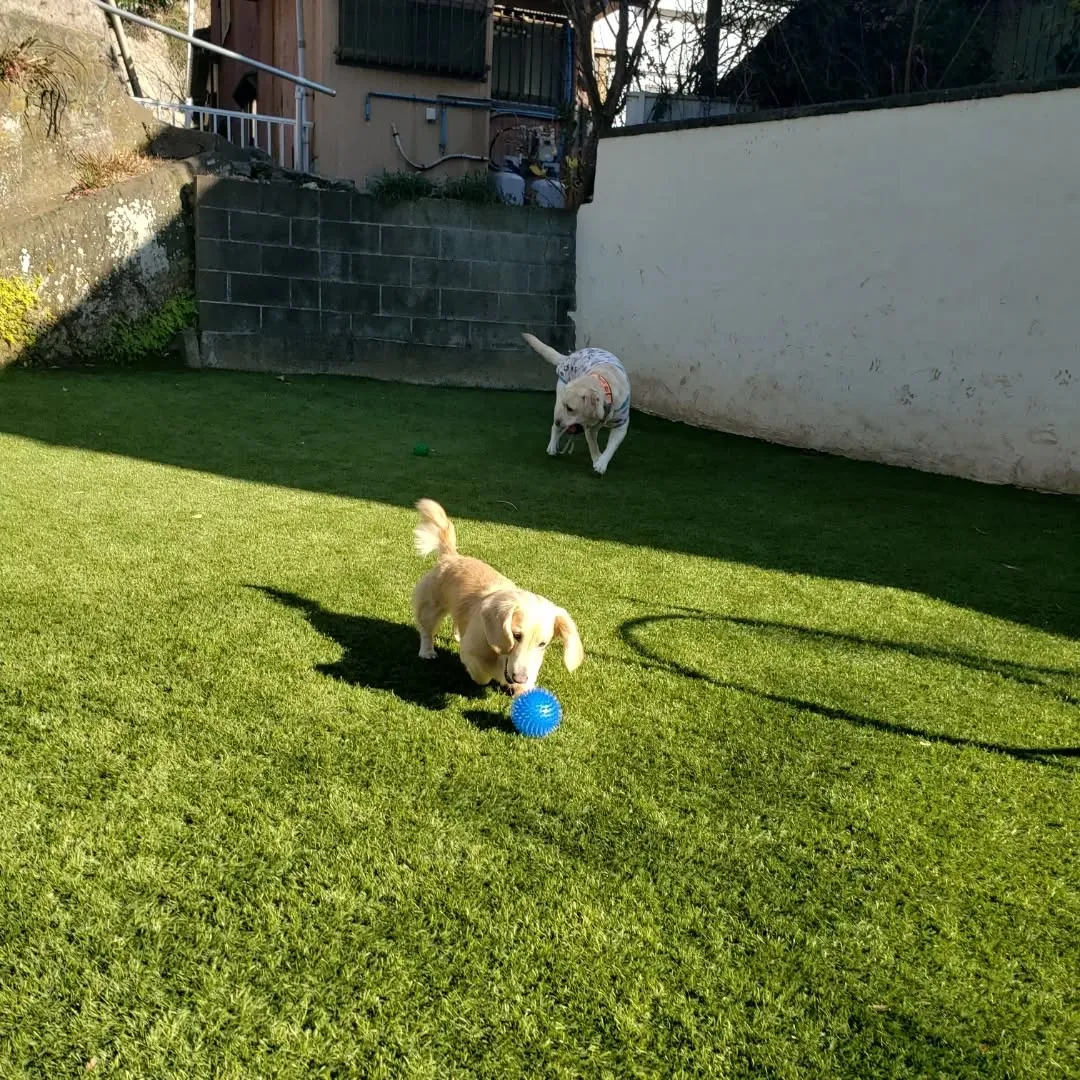 朝はみんなでお散歩に行ってランで遊ぶわんこさん♥️