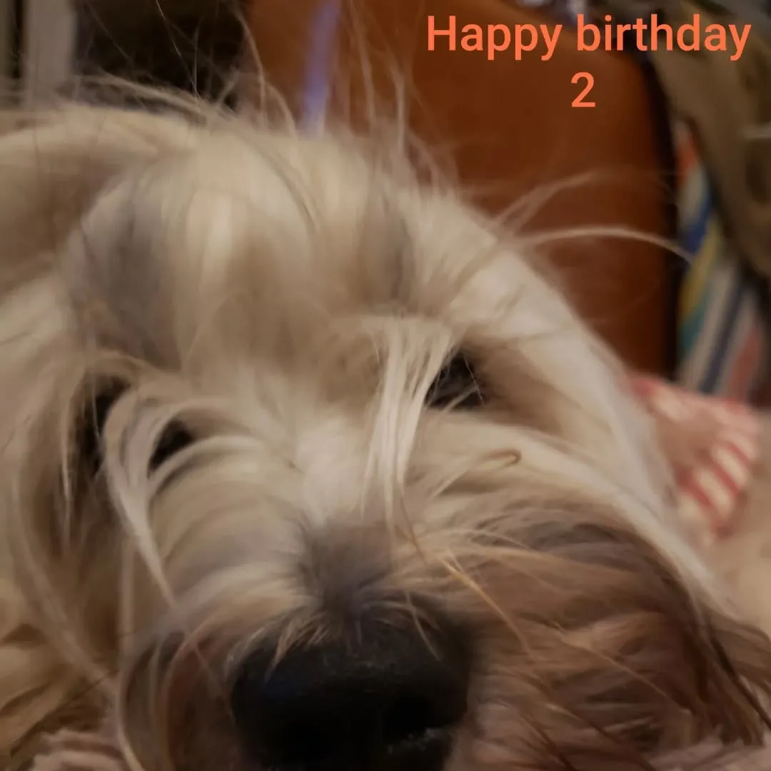 ロデイ2歳になりました😊