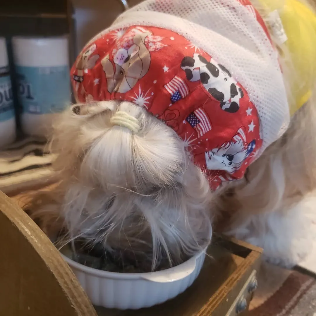 ロデイ2歳になりました😊