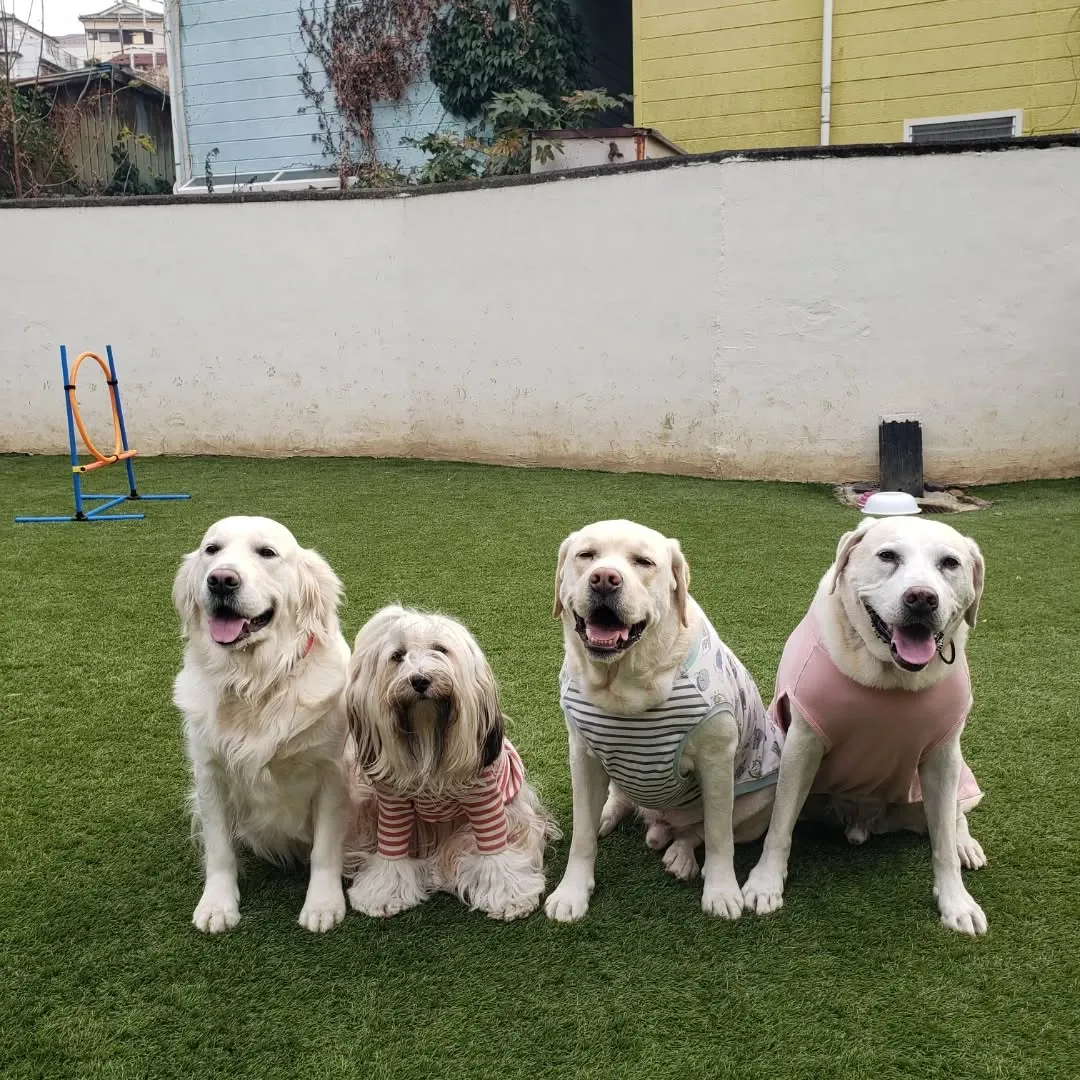 楽しく遊ぶわんこさん♥️