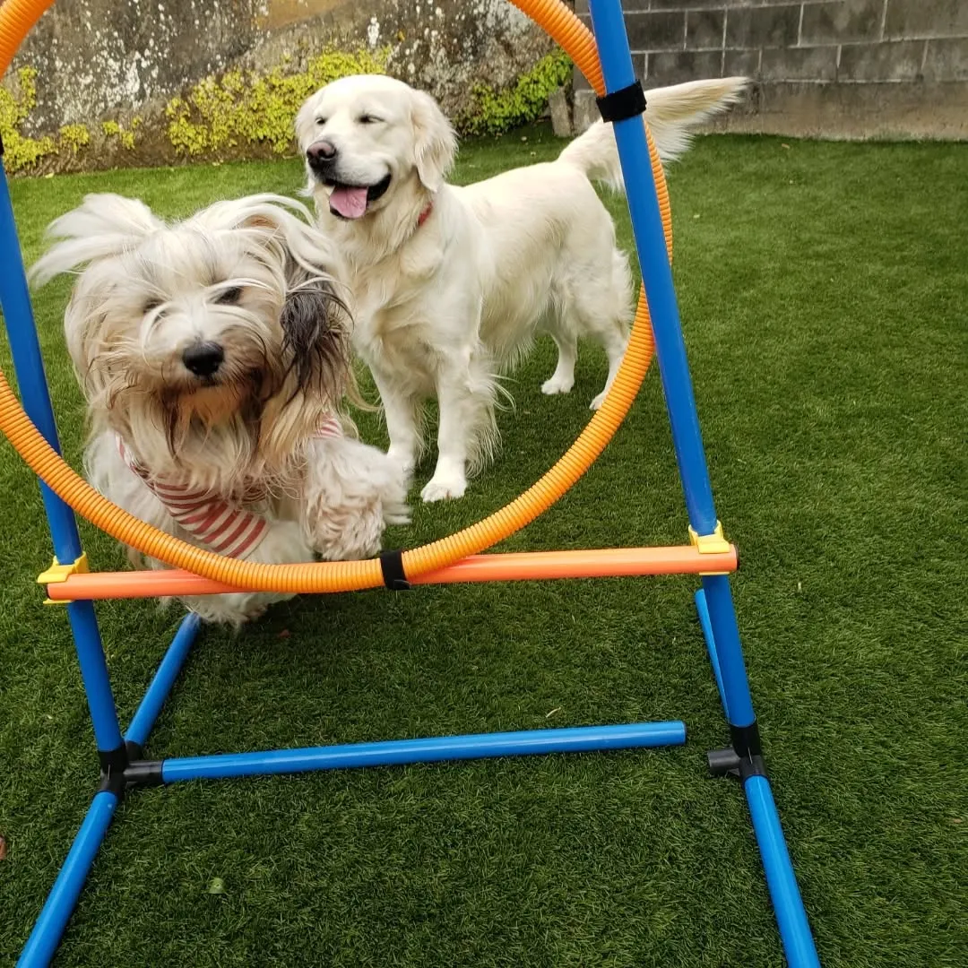 楽しく遊ぶわんこさん♥️