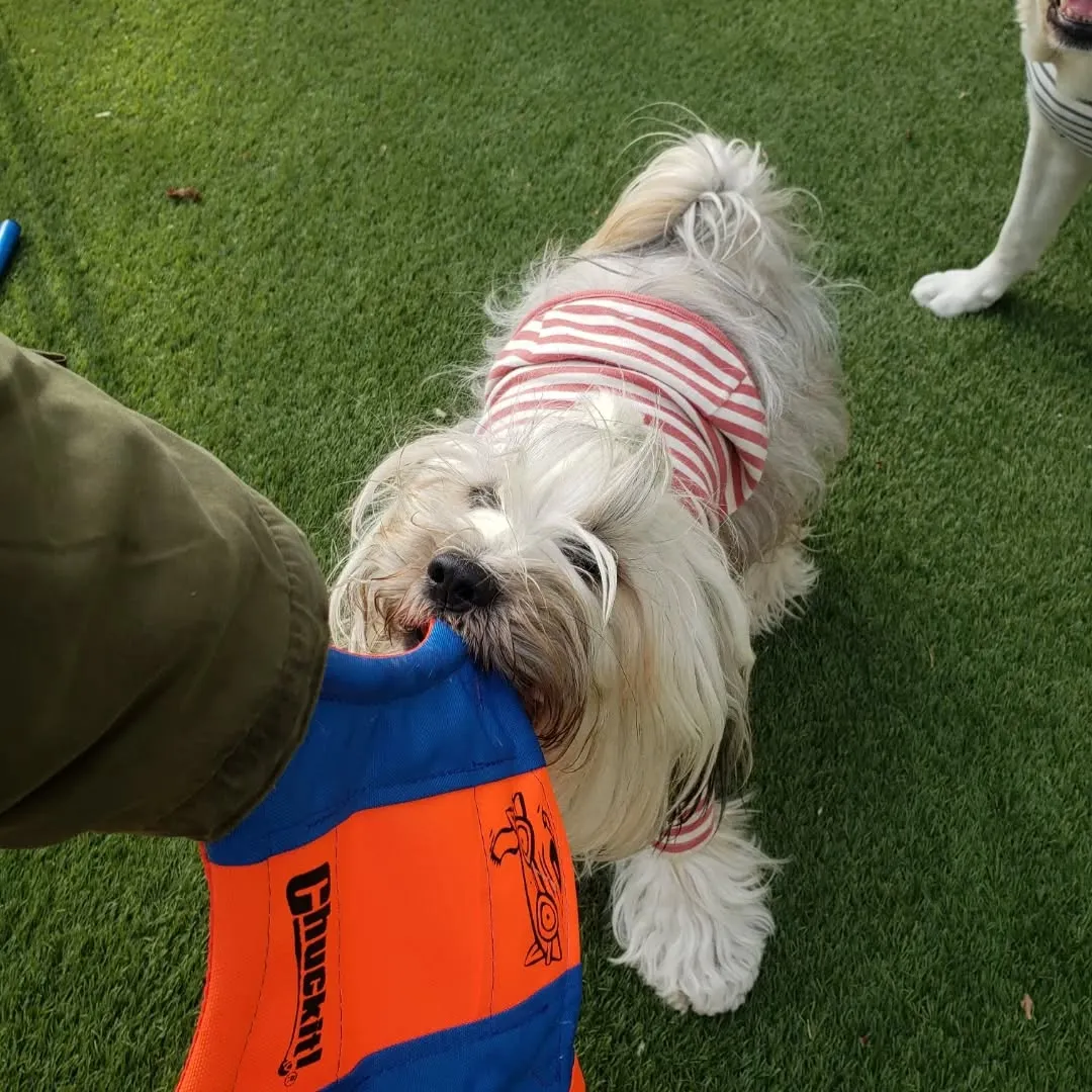 楽しく遊ぶわんこさん♥️