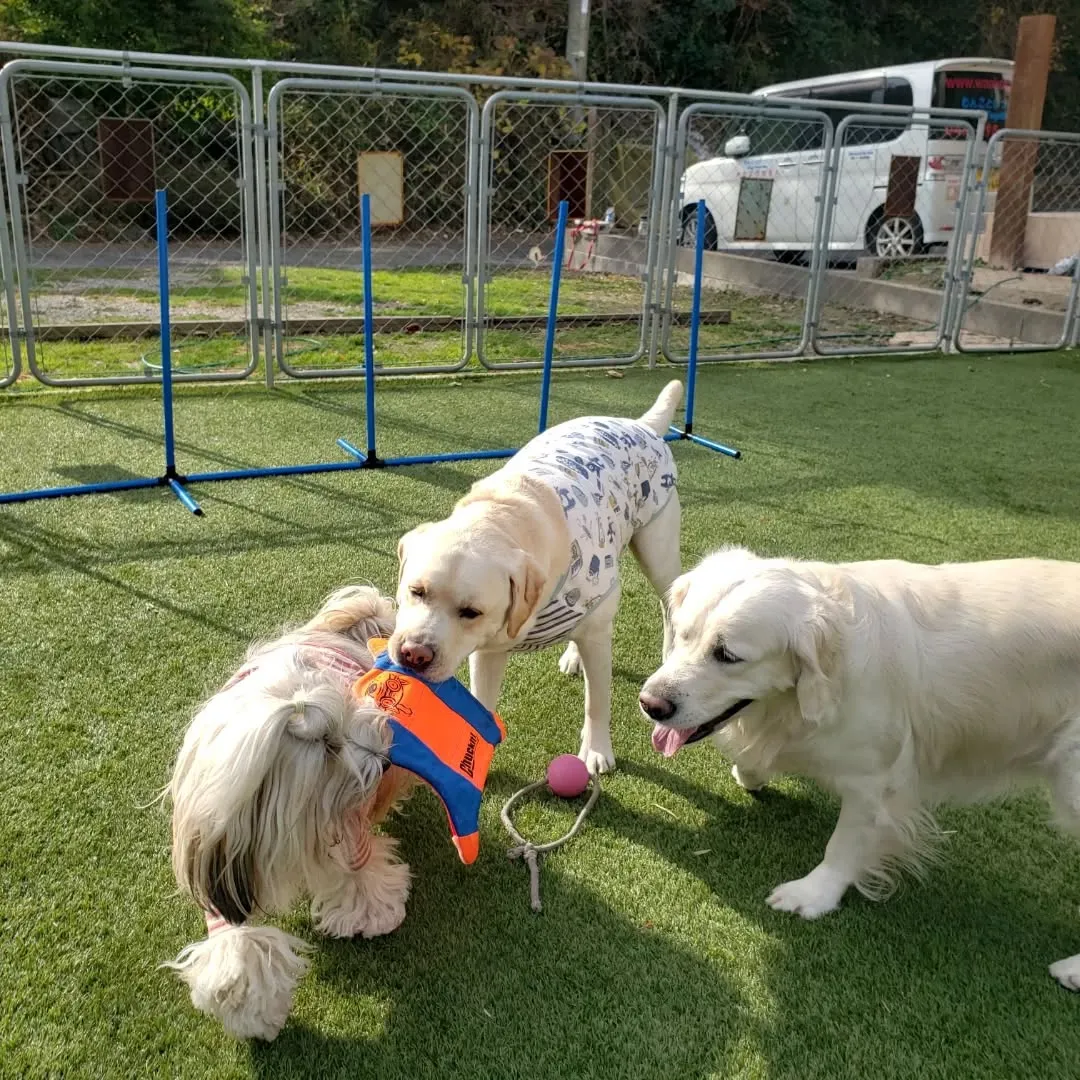 楽しく遊ぶわんこさん♥️