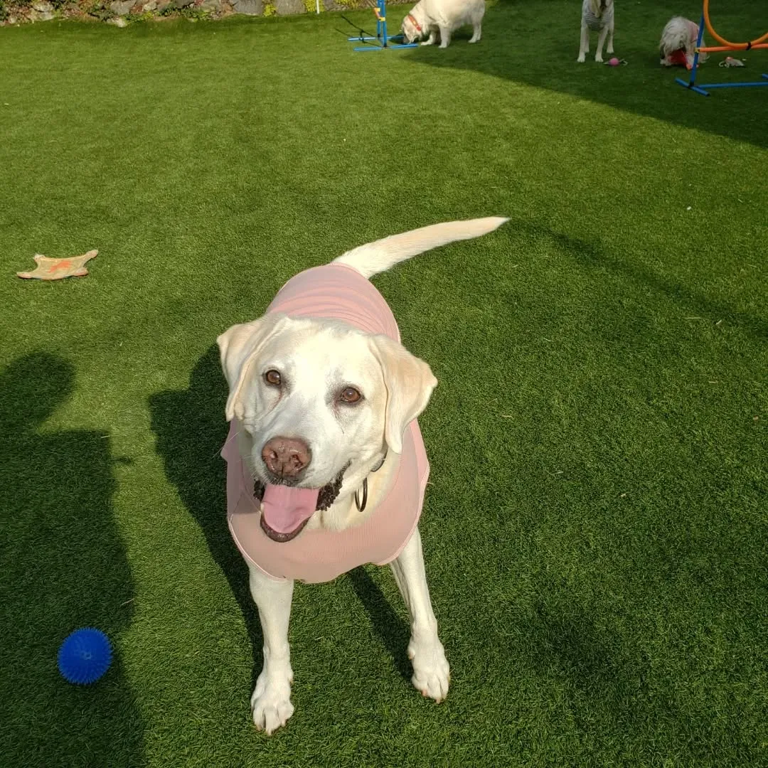 楽しく遊ぶわんこさん♥️