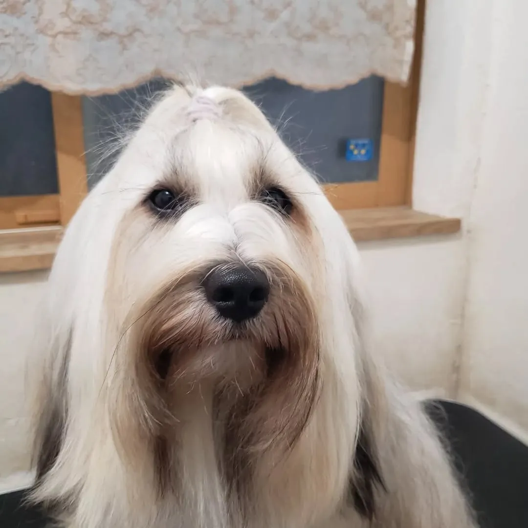 シャンプーしてふわふわになったロデイ♥️