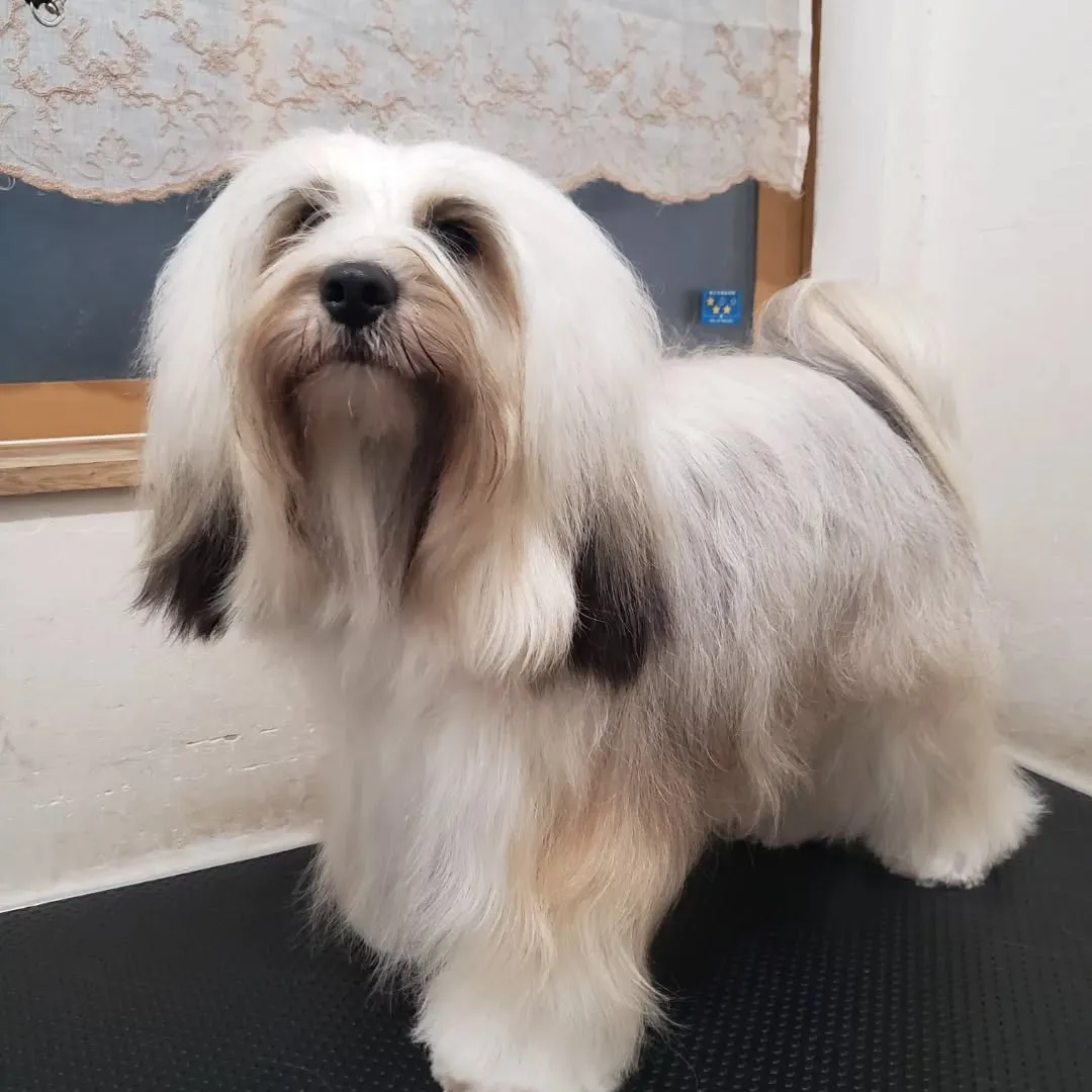 シャンプーしてふわふわになったロデイ♥️