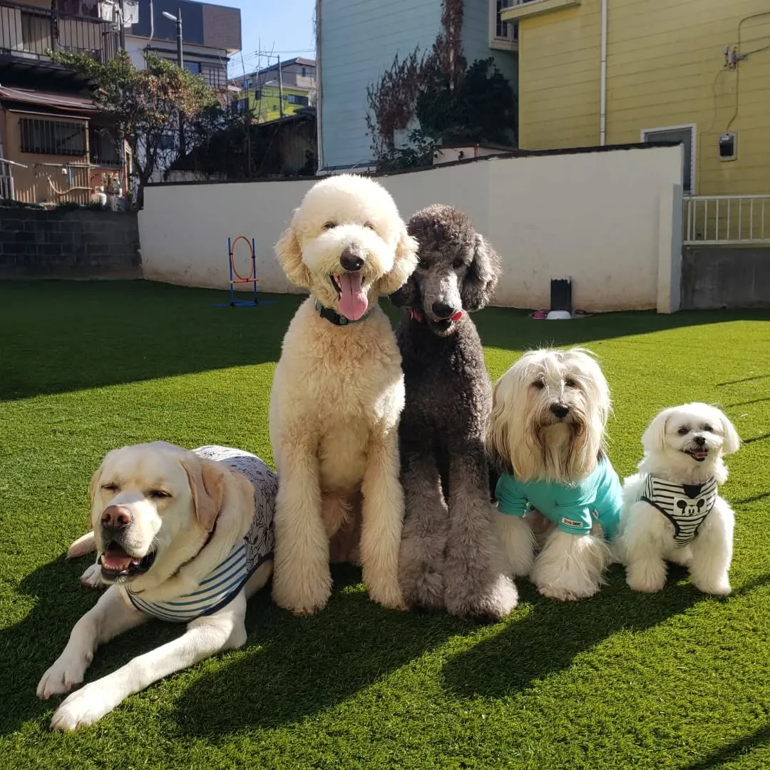 お散歩へ行った後ランで遊ぶわんこさん♥️